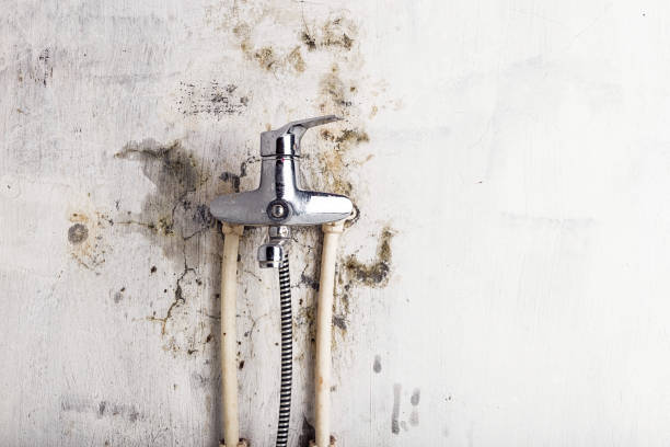 Best Black Mold Removal  in Sloan, NY