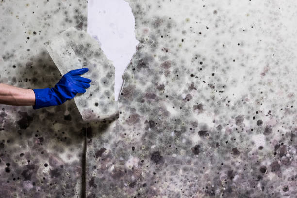 Best Attic Mold Removal  in Sloan, NY